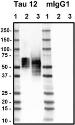 Biolegend Purified (azide-free) anti-Tau, 6-18, Quantity: Each of 1