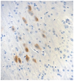 Biolegend Purified (azide-free) anti-PSD95, Quantity: Each of 1