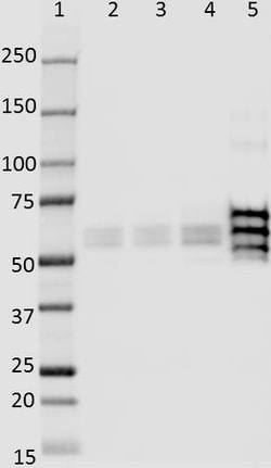 Biolegend Purified (azide-free) anti-Tau, 316-355, Quantity: Each of 1