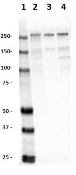 Biolegend Purified (azide-free) anti-Ankyrin-B, Quantity: Each of 1