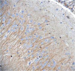 Biolegend Purified anti-MAP2, Quantity: Each of 1