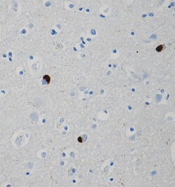 Biolegend Purified (azide-free) anti-α-Synuclein, Quantity: Each of 1