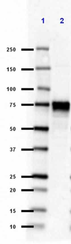 Biolegend Purified (azide-free) anti-FMRP, Quantity: Each of 1