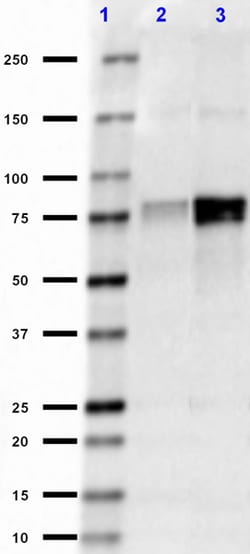 Biolegend Purified (azide-free) anti-FMRP, Quantity: Each of 1