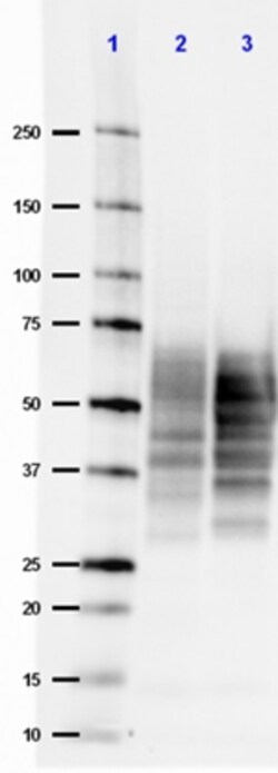 Biolegend Anti-Tau, 15-25, Quantity: Each of 1