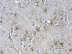 Biolegend Anti-GFAP, Quantity: Each of 1