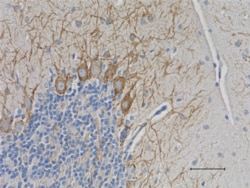 Biolegend Anti-Neurofilament Marker (pan-neuronal, cocktail), Quantity:
