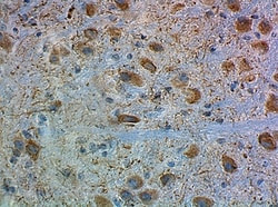 Biolegend Anti-MAP2, Quantity: Each of 1
