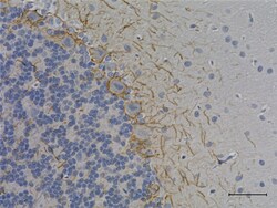 Biolegend Anti-Neurofilament M (NF-M), Quantity: Each of 1
