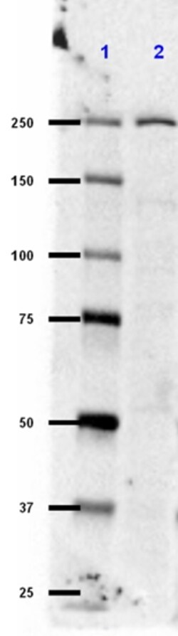 Biolegend Purified (azide-free) anti-LRRK2, Quantity: Each of 1
