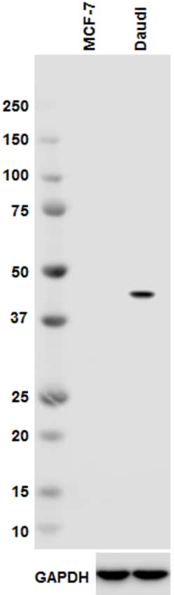 Biolegend Purified anti-Pax-2, Quantity: Each of 1