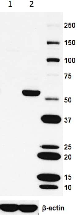 Biolegend Biotin anti-HA.11 Epitope Tag, Quantity: Each of 1