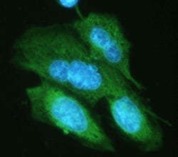Biolegend Alexa Fluor 488 anti-HA.11 Epitope Tag, Quantity: Each of 1