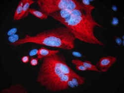 Biolegend Alexa Fluor 594 anti-HA.11 Epitope Tag, Quantity: Each of 1
