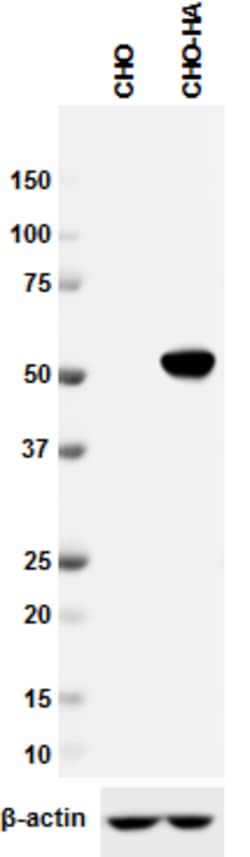Biolegend Anti-HA.11 Epitope Tag, Quantity: Each of 1