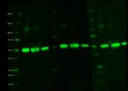 Biolegend Purified anti-β-Tubulin, Quantity: Each of 1