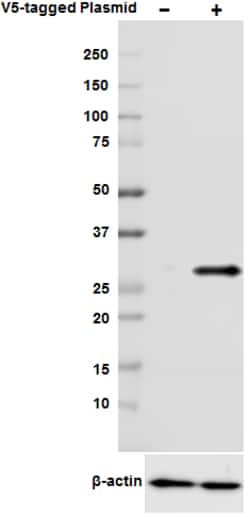 Biolegend Purified anti-V5 Epitope Tag, Quantity: Each of 1
