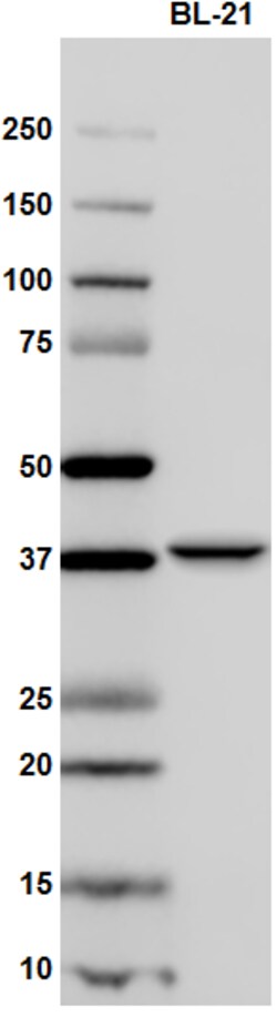 Biolegend Purified (azide-free) Anti-Maltose Binding Protein (MBP), Quantity: