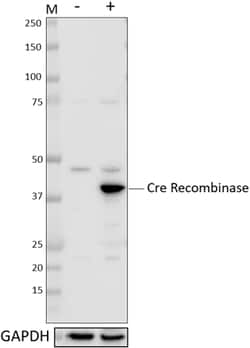 Biolegend Purified anti-Cre Recombinase, Quantity: Each of 1