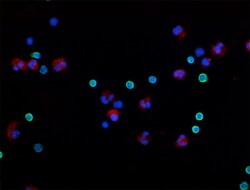 Biolegend Alexa Fluor 488 anti-human CD3, Quantity: Each of 1