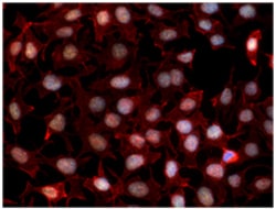 Biolegend Alexa Fluor 555 Donkey anti-rabbit IgG (minimal x-reactivity),