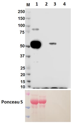 Biolegend Purified anti-human IgG1 Fc, Quantity: Each of 1
