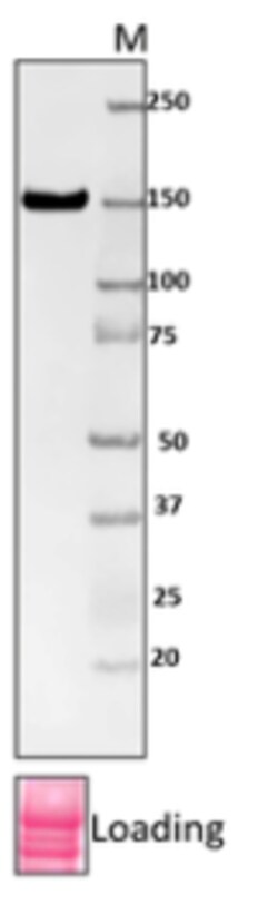 Biolegend Purified (azide-free) anti-E. coli RNA Polymerase β, Quantity: