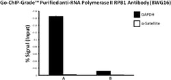Biolegend Purified (azide-free) anti-RNA Polymerase II RPB1, Quantity: