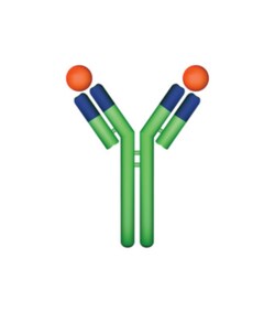 LifeSensors Linear Polyubiquitin Antibody (MAb; clone LUB9) 100µg, Quantity: