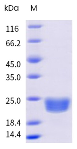 Sino Biological&nbsp;Recombinant Mouse Oncostatin M/OSM Protein, Biotinylated 20 µg