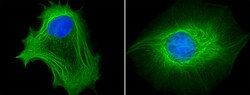 Biolegend Alexa Fluor 488 anti-Cytokeratin (pan reactive), Quantity: Each