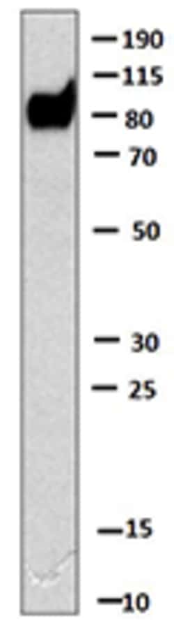 Biolegend Purified anti-Strep-Tag, Quantity: Each of 1