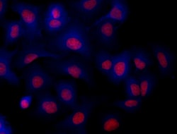 Biolegend Brilliant Violet 421 anti-Tubulin Beta 3 (TUBB3), Quantity: Each