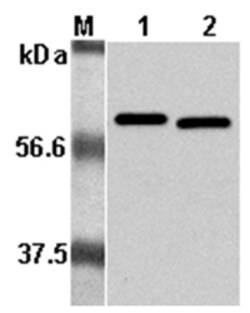 AdipoGen anti-Listeria sp. p60, mAb (P6017), Quantity: Each of 1