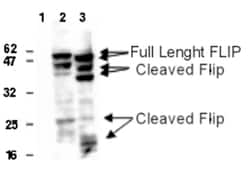 AdipoGen anti-FLIP, mAb (Dave-2),Monoclonal Antibody, Quantity: Each of