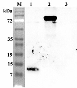 AdipoGen anti-Granulin C (human), pAb Liquid. 0.2?m-filtered solution in