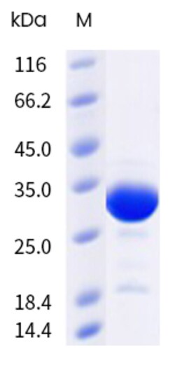 Sino Biological&nbsp;Recombinant Mouse IL-11 Protein (TrxA & His Tag), HPLC-verified 100