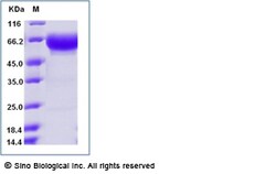 Sino Biological Recombinant Mouse PD-1 Protein (ECD, hFc Tag), HPLC-verified,