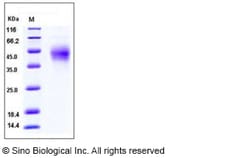 Sino Biological Recombinant Mouse PD-1 Protein (ECD, His Tag), HPLC-verified,