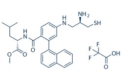 Selleck Chemical LLC GGTI 298 TFA salt 1mg 1217457-86-7, Quantity: Each