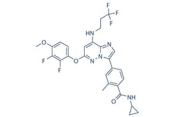 Selleck Chemical LLC BAY 1217389 5mg 1554458-53-5, Quantity: Each of 1