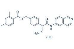 Selleck Chemical LLC Netarsudil (AR-13324) 2HCl 5mg 1253952-02-1, Quantity: