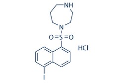 Selleck Chemical LLC ML-7 HCl 10mg 110448-33-4, Quantity: Each of 1