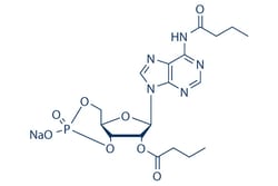 Selleck Chemical LLC Dibutyryl-cAMP (Bucladesine) 100mg 16980-89-5 dbcAMP,