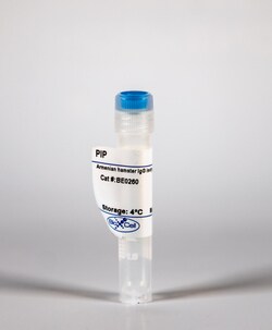 Bio X Cell IgG Isotype Control, Armenian Hamster, Anti-S. Japonicum, Purified,