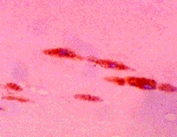AdipoGen anti-Malondialdehyde [MDA], mAb (1F83) (30 µg), Quantity: Each