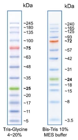 Gold Biotechnology Inc BLUEstain 2 Protein ladder, 5-245 kDa 500 µL, Quantity: