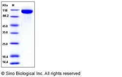 Sino Biological Recombinant Mouse TLR3 Protein (His Tag), Quantity: Each