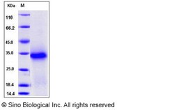 Sino Biological Recombinant Mouse TWSG1 Protein (His Tag), Quantity: Each
