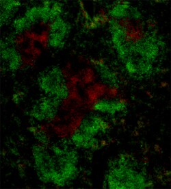 Biolegend Alexa Fluor 647 anti-mouse CD3ε, Quantity: Each of 1